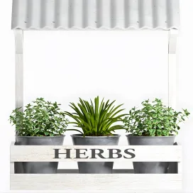 Herbs plant